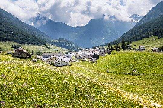 Simplon Dorf im Kanton Wallis. Blumenwiese im Fr&uuml;hling, Schweiz
