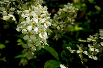 weißer Jasmin