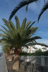 Fotobehang Palmbomen op Gran Canaria. © JFsPic