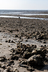 Harvesting of wild oysters shellfish on sea shore during low tide in Zeeland, Netherlands