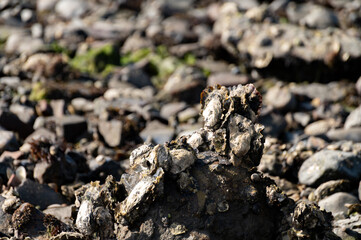 Harvesting of wild oysters shellfish on sea shore during low tide in Zeeland, Netherlands