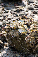 Harvesting of wild oysters shellfish on sea shore during low tide in Zeeland, Netherlands