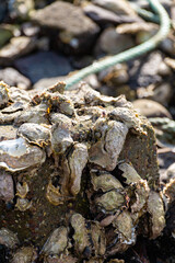 Harvesting of wild oysters shellfish on sea shore during low tide in Zeeland, Netherlands