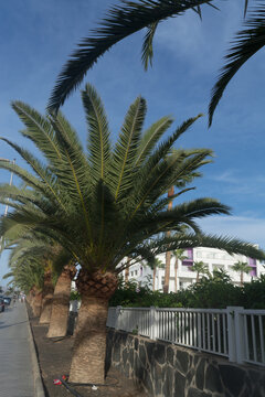 Palm trees in Gran Canaria.