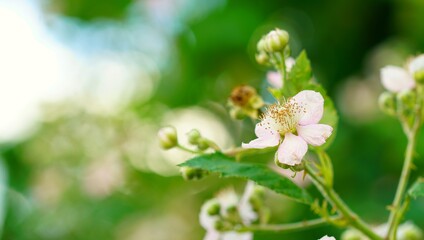 close up of a flower