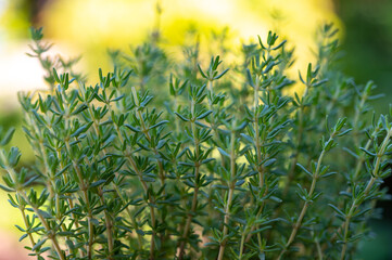Organic aromatic herb thyme growing in garden
