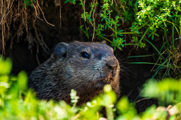 Groundhog Peaking Out His Burrow