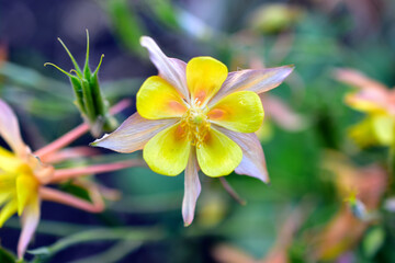 Flowers red yellow Aquilegia Golden aquilegia chrysantha