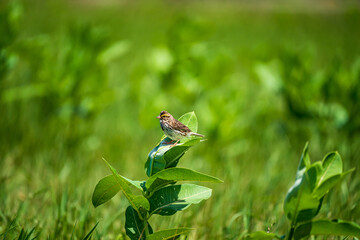 Chipping Sparrow On A Leaf
