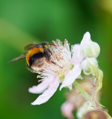 bee on a flower