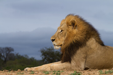 Male Lion Dominator
