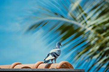 Colorful pigeon sitting on rooftop facing against blue sky