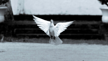 Black and white photograph of a pigeon "symbol of hope and peace" flying in low altitude