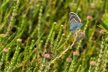 Closeup of a Beautiful Silver-Studded Blue Butterfly or Plebejus Argus Warming Up on Pink and Green Heather in the Morning Sun