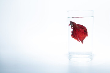 betta floating in glass sphere and on a white background,fighting fish in the glass