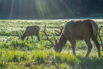 Fototapeta na wymiar elk
