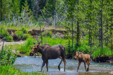 Fototapeta na wymiar moose in the wild