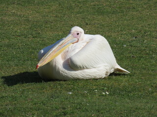 Pelican