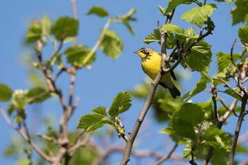 A Canada Warbler stops off at Toronto's popular Ashbridges Bay Park on his spring migration north to the boreal forests.