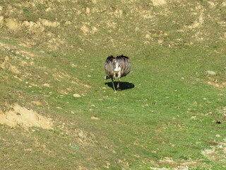 Ostrich