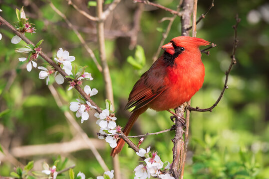 A Northern Cardinal poses among the cherry blossoms at Toronto's popular Ashbridges Bay Park.