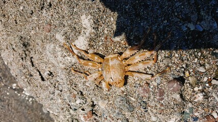 close up of a spider