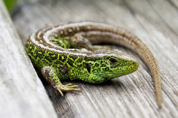 Grüne Eidechse die auf einer Bank liegt und sich sonnt Lizard