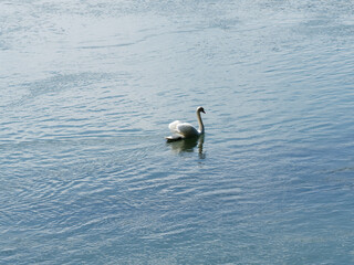 Cygnus olor - Höckerschwan schwimmt auf dem Rhein Nach Nahrung suchender