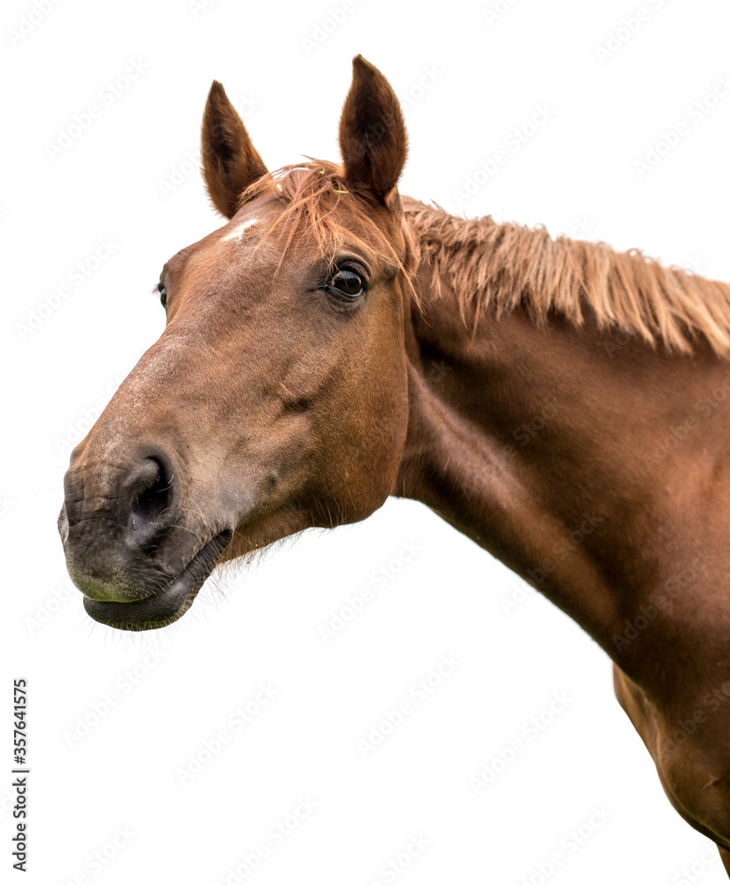 Wall mural Portrait of a bay horse on a white background