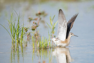 A rare-for-the-region Wilson's Phalarope spreads its wings at Toronto's Ashbridges Bay Park during a year with unusual flooding.