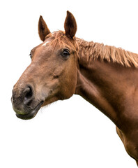 Portrait of a bay horse on a white background