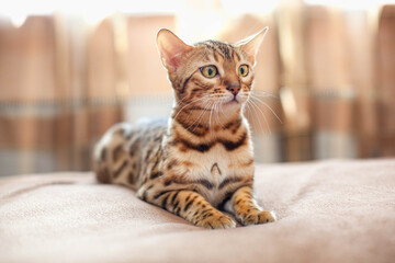 portrait of bengal cat looks into the left