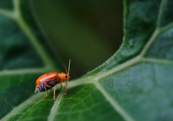 A little orange bug on a plant part