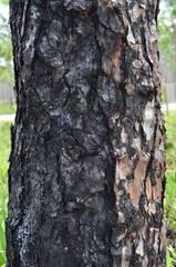 burn of a tree