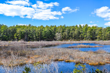 forest and lake