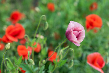 Flowers Red poppies blossom on wild field. Beautiful field red poppies with selective focus. soft light. Natural drugs. Glade of red poppies. Lonely poppy. Soft focus blur