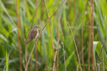 Warbler perching on the reed stem while carrying food in Seaton Wetlands Nature Reserve, Devon