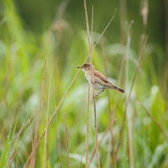 Warbler perching on the reed stem while carrying food in Seaton Wetlands Nature Reserve, Devon