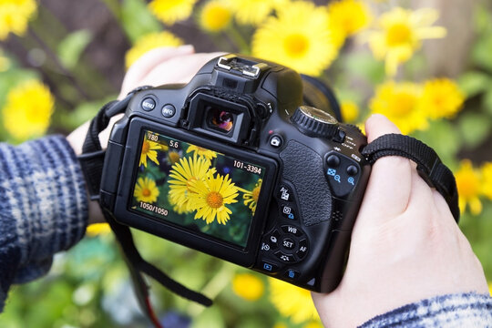Camera on hands closeup. Making nature photo and video with yellow chamomile flowers
