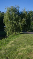 Fototapeta premium Willow