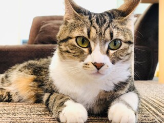猫