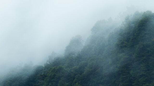 forest under intense winter fog