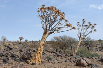 kokerboom Aloidendron dichotomum Quiver Tree Forest