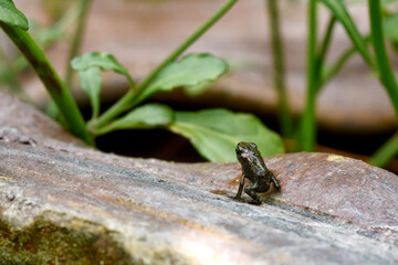 Baby toad, Young common small frog sitting on green leaf, Frogs eat insects and control the natural environment balance.