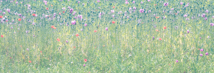 Feld mit Mohn und Kornblumen Wiese Blumenwiese im Nebel - obrazy, fototapety, plakaty