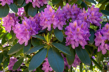 Rhododendron_1