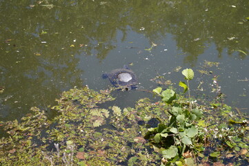 Ausgesetzte Wasserschildkröte in einem verdreckten Wassergraben bei Köln