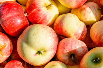 Fototapeta na wymiar Background of the big pile of ripe apples