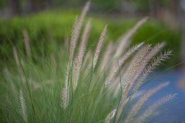 White grass flowers,select focus background.