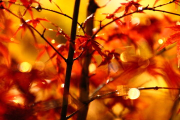 紅葉